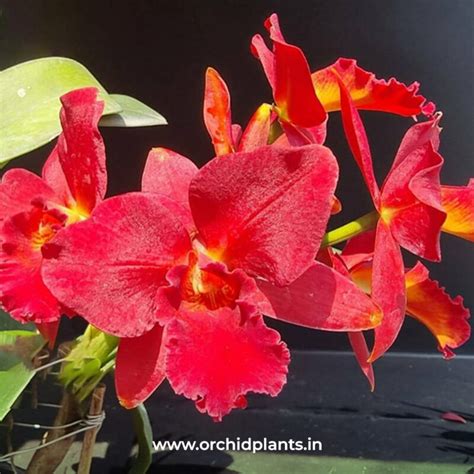 Cattleya Mini Red Dragon