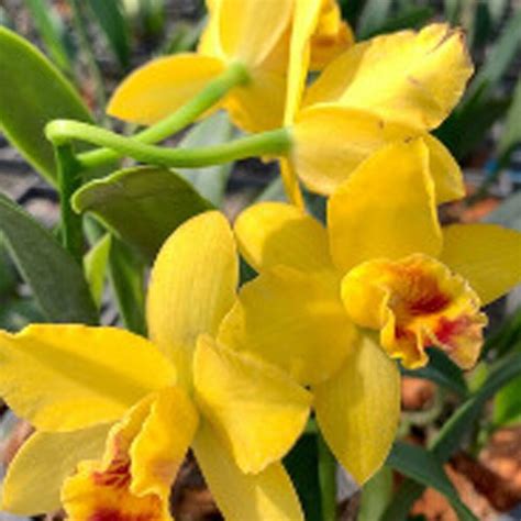 Cattleya Mini Yellow