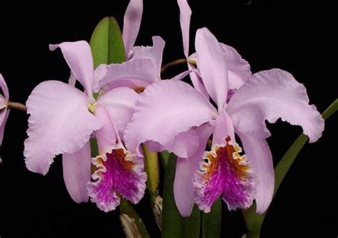 Cattleya Mossiae
