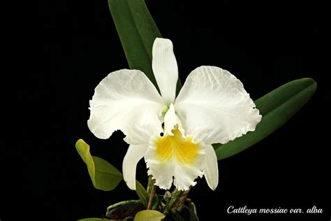 Cattleya Mossiae Alba