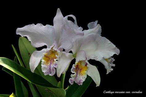 Cattleya Mossiae Var Coerulea