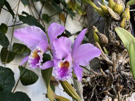 Cattleya Mossiae Venezuela National Flower