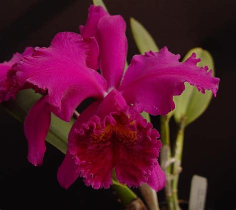 Cattleya Mossiae Willowbrook