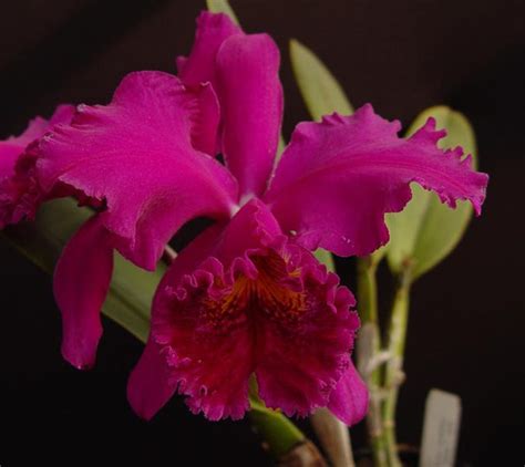 Cattleya Mossiae Willowbrook Fcc Aos