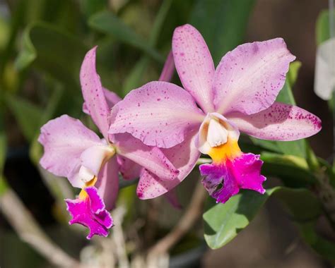 Cattleya Name