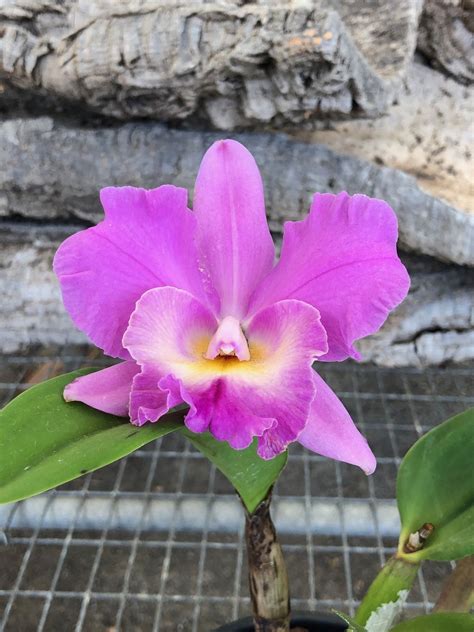 Cattleya Name Origins