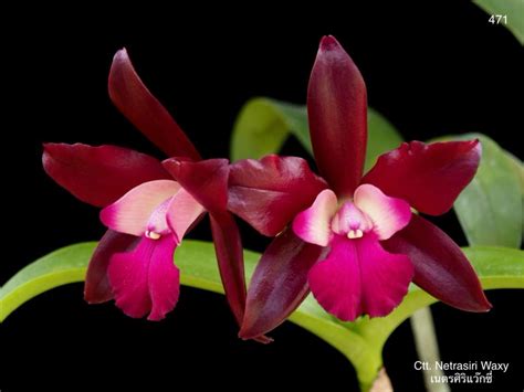 Cattleya Netrasiri Waxy