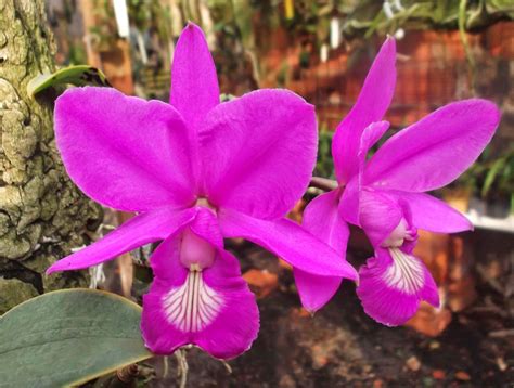 Cattleya Nobilior