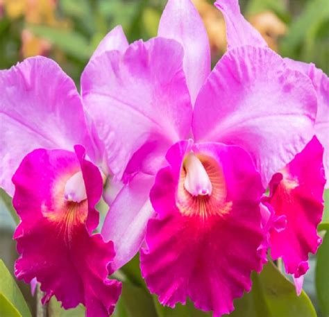 Cattleya Orchid Amazon