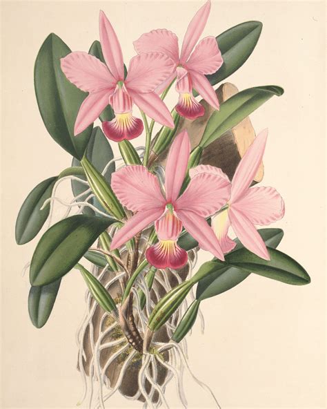Cattleya Orchid Drawing