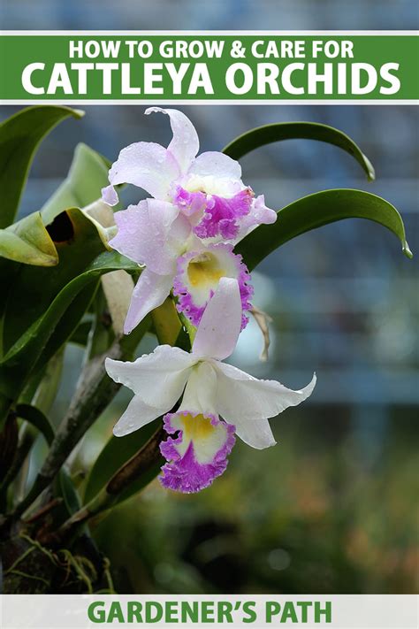 Cattleya Orchid How To Grow