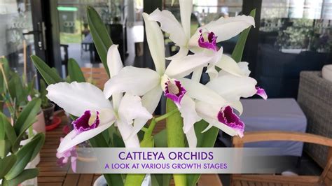 Cattleya Orchid Life Cycle