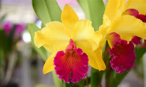 Cattleya Orchid Names