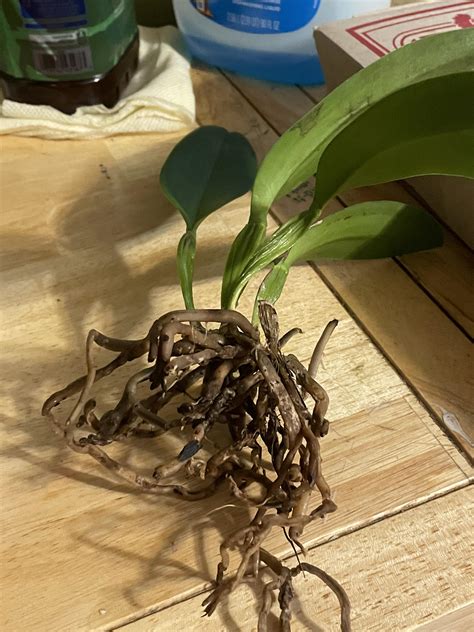 Cattleya Orchid Root Rot