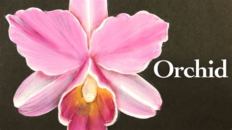 Cattleya Orchid Tutorial