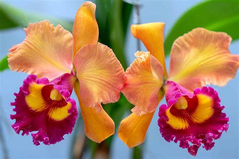 Cattleya Orchid Types