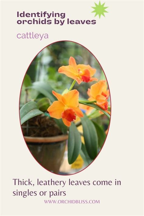 Cattleya Orchids Identify