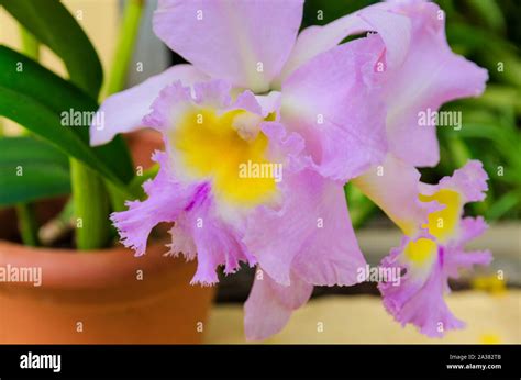 Cattleya Orchids Inside