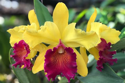 Cattleya Orchids Lower Classifications