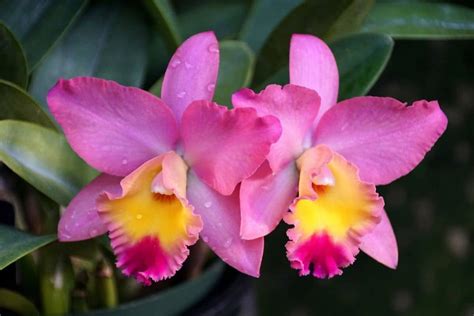 Cattleya Orchids Meaning