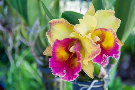 Cattleya Orchids Perth