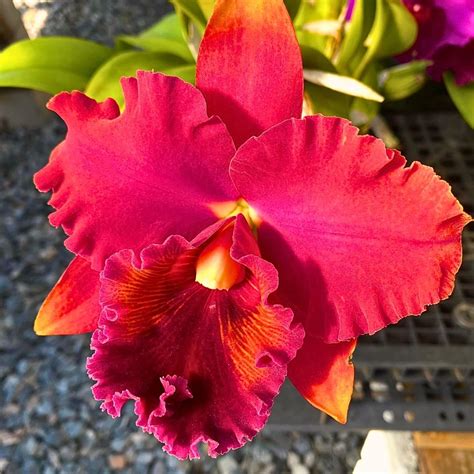 Cattleya Orchids Red