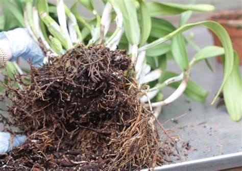 Cattleya Orchids Repotting