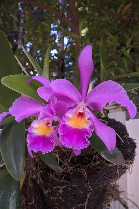 Cattleya Orchids Taxonomy