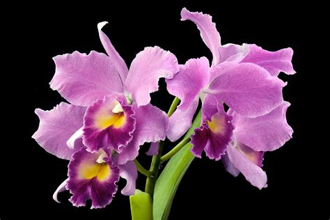 Cattleya Orchids Toronto