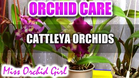 Cattleya Orchids Youtube