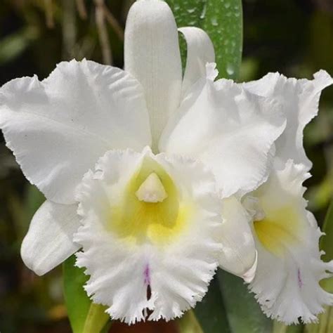Cattleya Pastoral Innocence