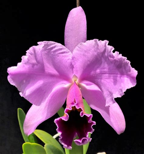 Cattleya Percivaliana Summit
