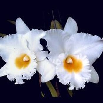 Cattleya Petch Siam