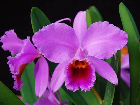 Cattleya Planta