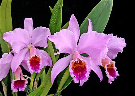 Cattleya Plante