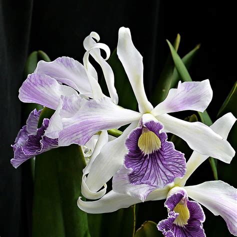 Cattleya Purpurata