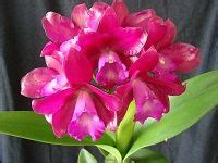 Cattleya Qingming Thirteen