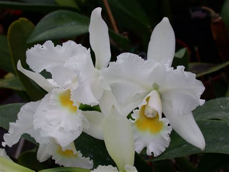 Cattleya Queen