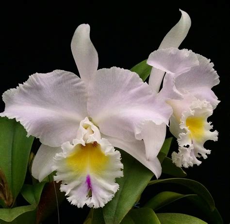 Cattleya Quinque Color