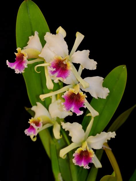 Cattleya Rex For Sale