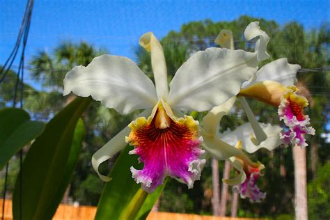 Cattleya Rex Moyobamba