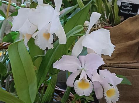 Cattleya Schroederae