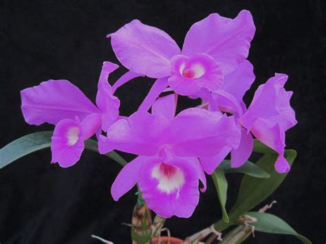 Cattleya Skinneri