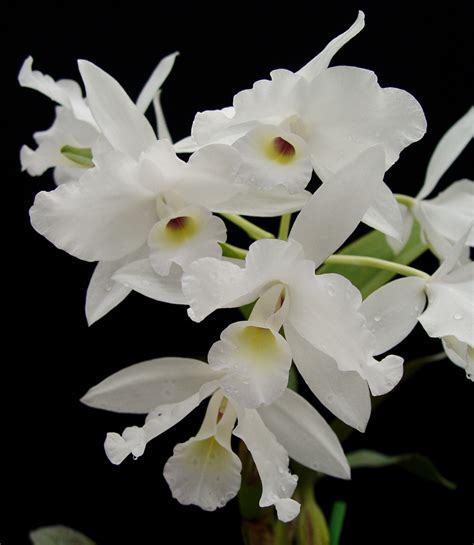 Cattleya Skinneri Alba