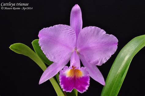 Cattleya Trianae