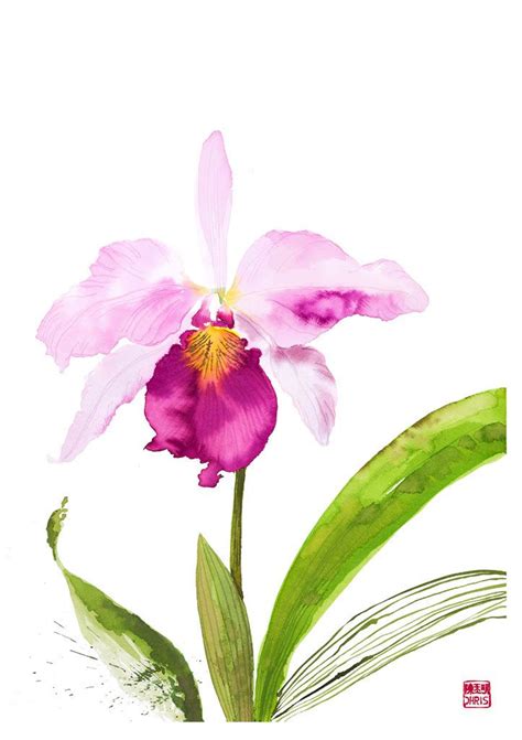 Cattleya Trianae Drawing