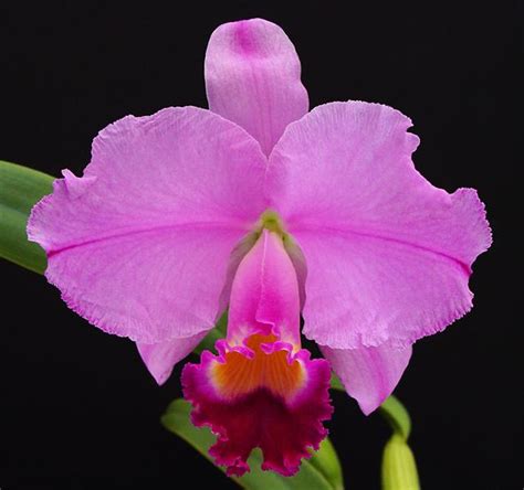 Cattleya Trianaei