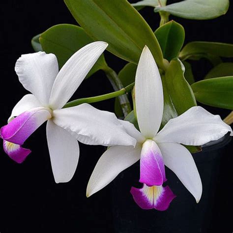 Cattleya Violacea Alba