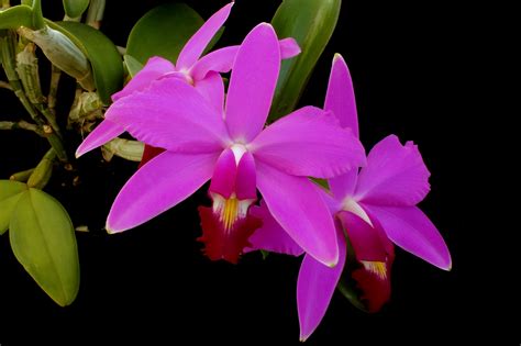 Cattleya Violacea Muse