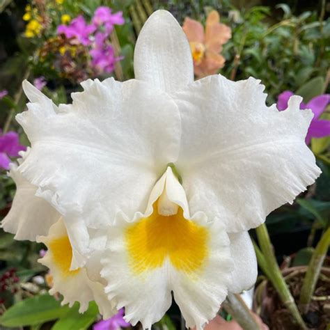 Cattleya White